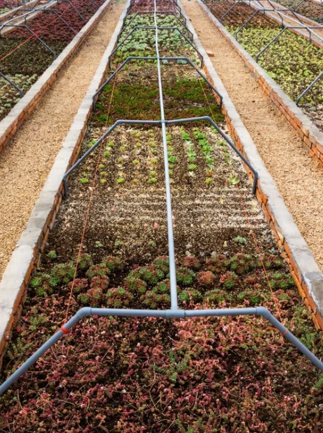 Why Choose a Landscaping Company for Sod & Mulch